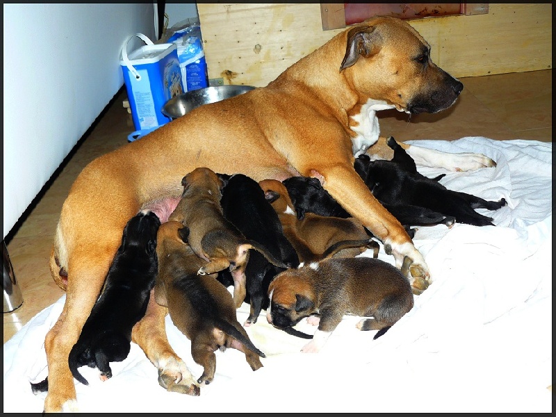 Du Paradis D'Eole - American Staffordshire Terrier - Portée née le 07/04/2011