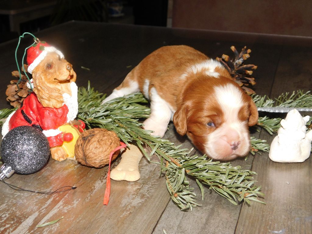 Du Paradis D'Eole - Chiot disponible  - Cavalier King Charles Spaniel