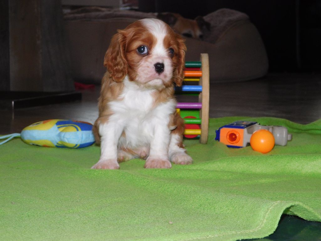 Du Paradis D'Eole - Chiot disponible  - Cavalier King Charles Spaniel