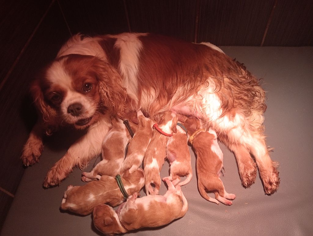 chiot Cavalier King Charles Spaniel Du Paradis D'Eole