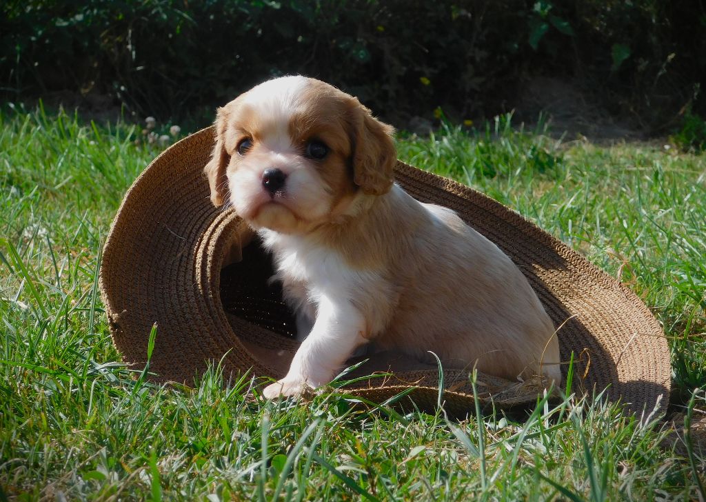 Du Paradis D'Eole - Cavalier King Charles Spaniel - Portée née le 11/06/2025