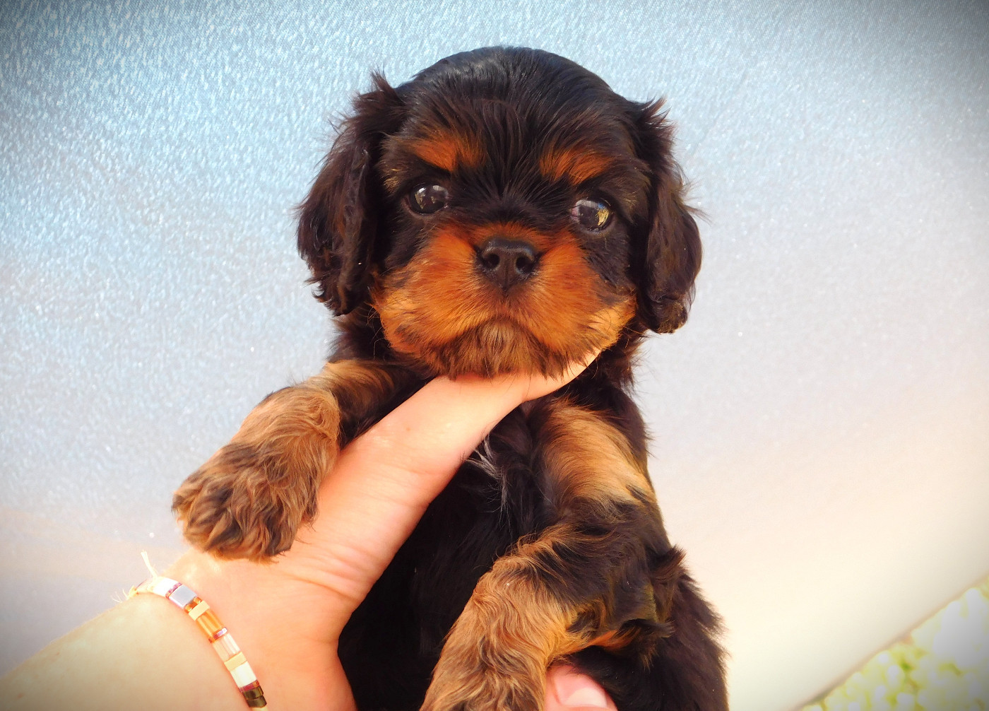 Du Paradis D'Eole - Chiots disponibles - Cavalier King Charles Spaniel