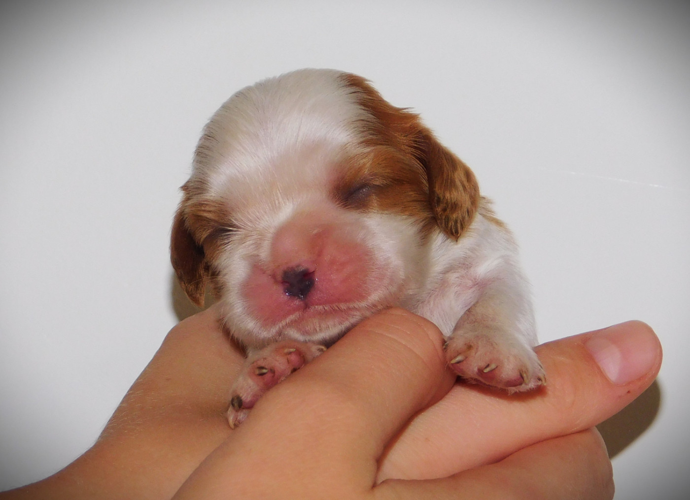 Du Paradis D'Eole - Chiots disponibles - Cavalier King Charles Spaniel