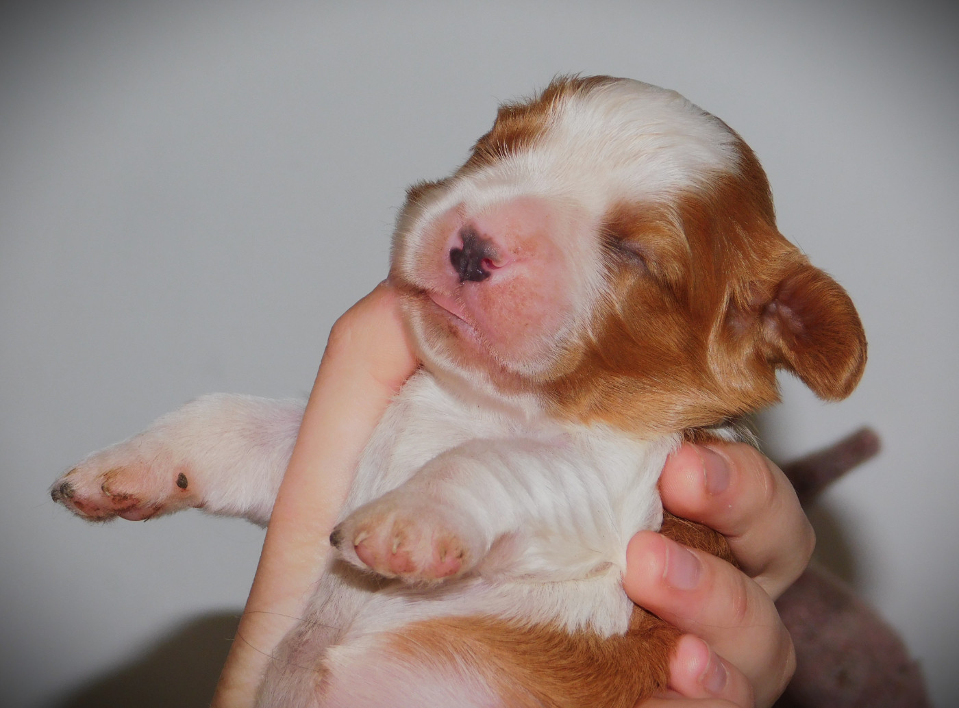 Du Paradis D'Eole - Chiots disponibles - Cavalier King Charles Spaniel