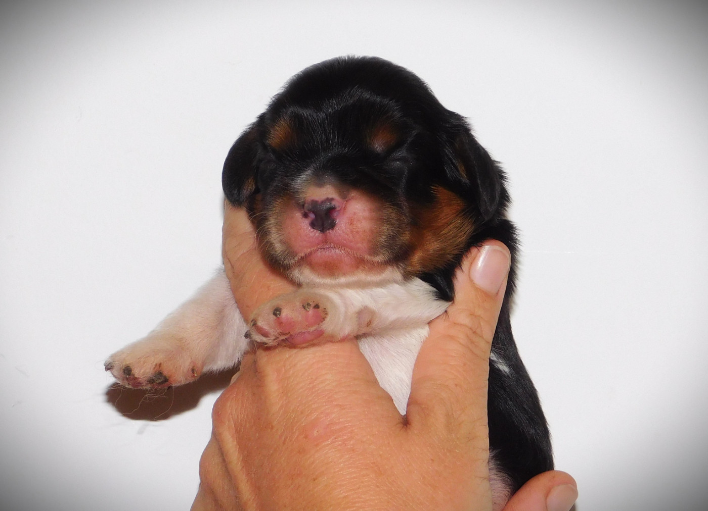Du Paradis D'Eole - Chiots disponibles - Cavalier King Charles Spaniel