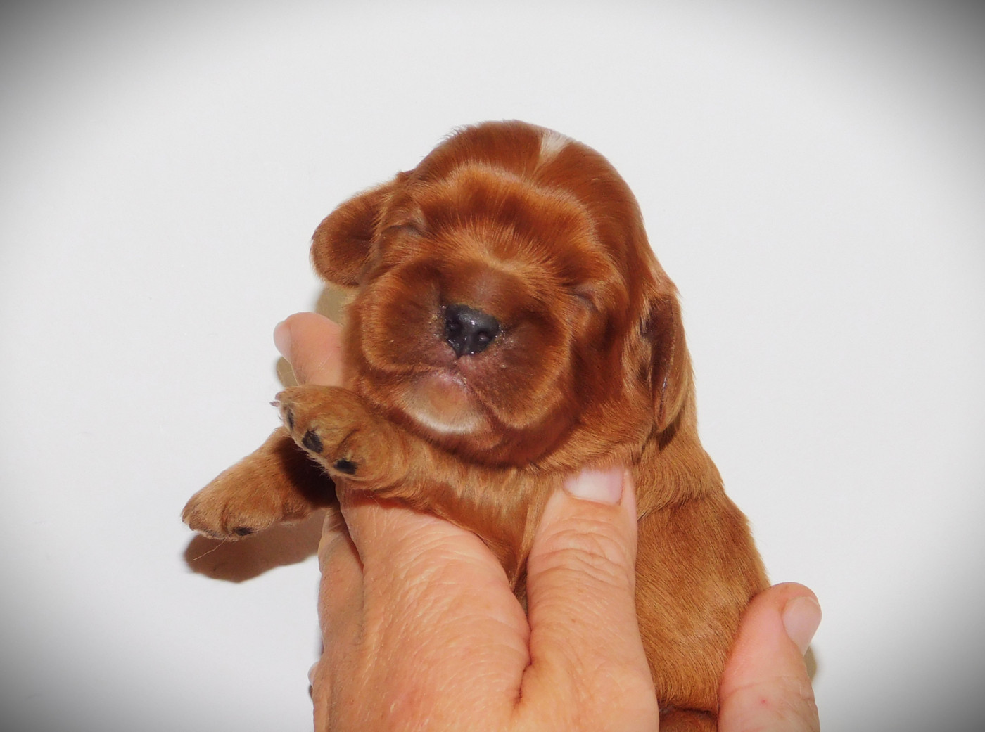Du Paradis D'Eole - Chiots disponibles - Cavalier King Charles Spaniel