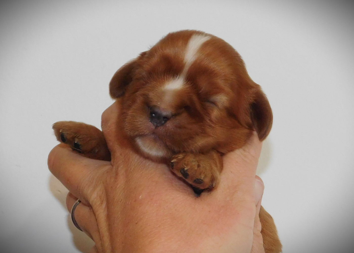 Du Paradis D'Eole - Chiots disponibles - Cavalier King Charles Spaniel