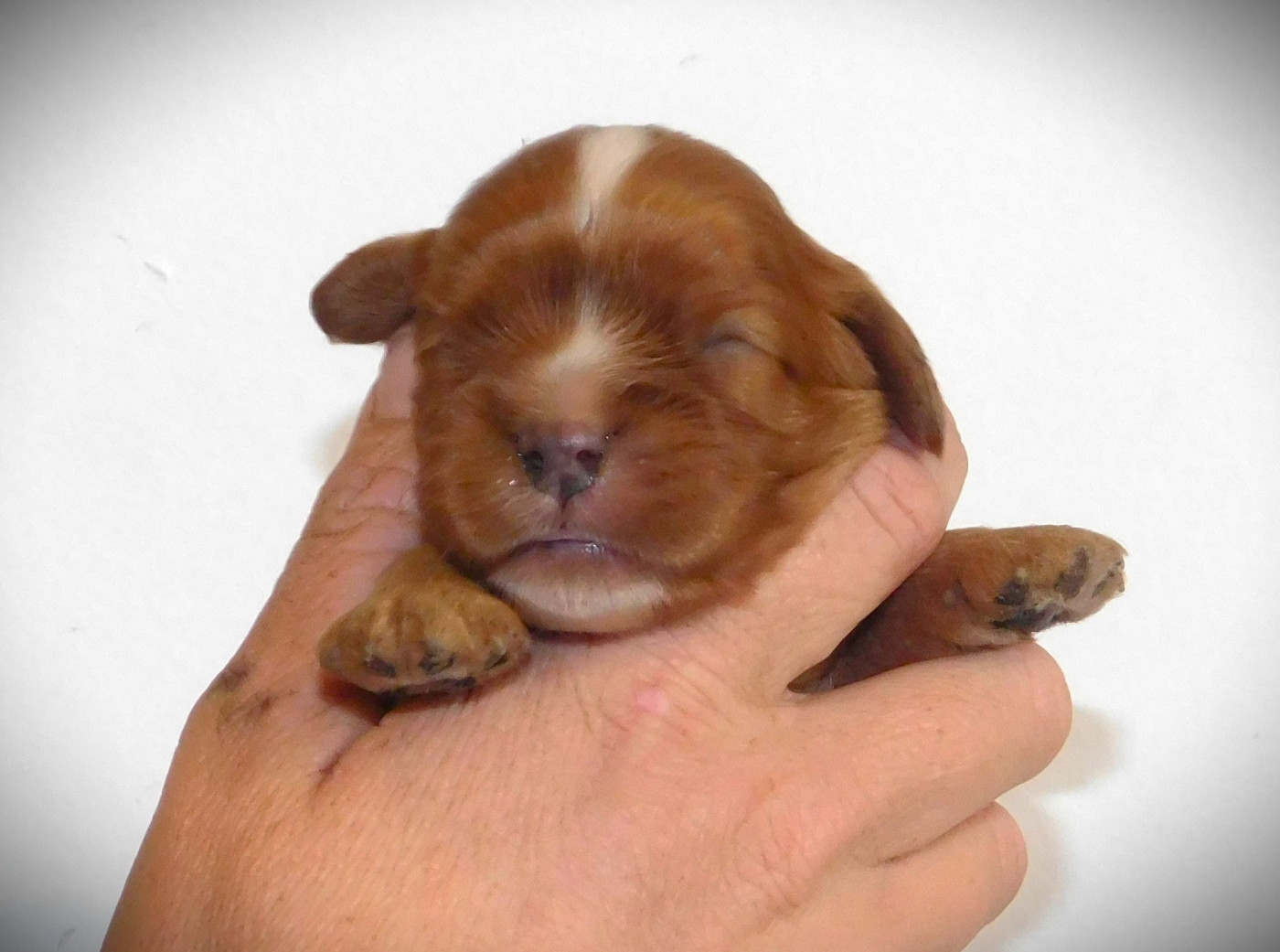 Du Paradis D'Eole - Chiots disponibles - Cavalier King Charles Spaniel