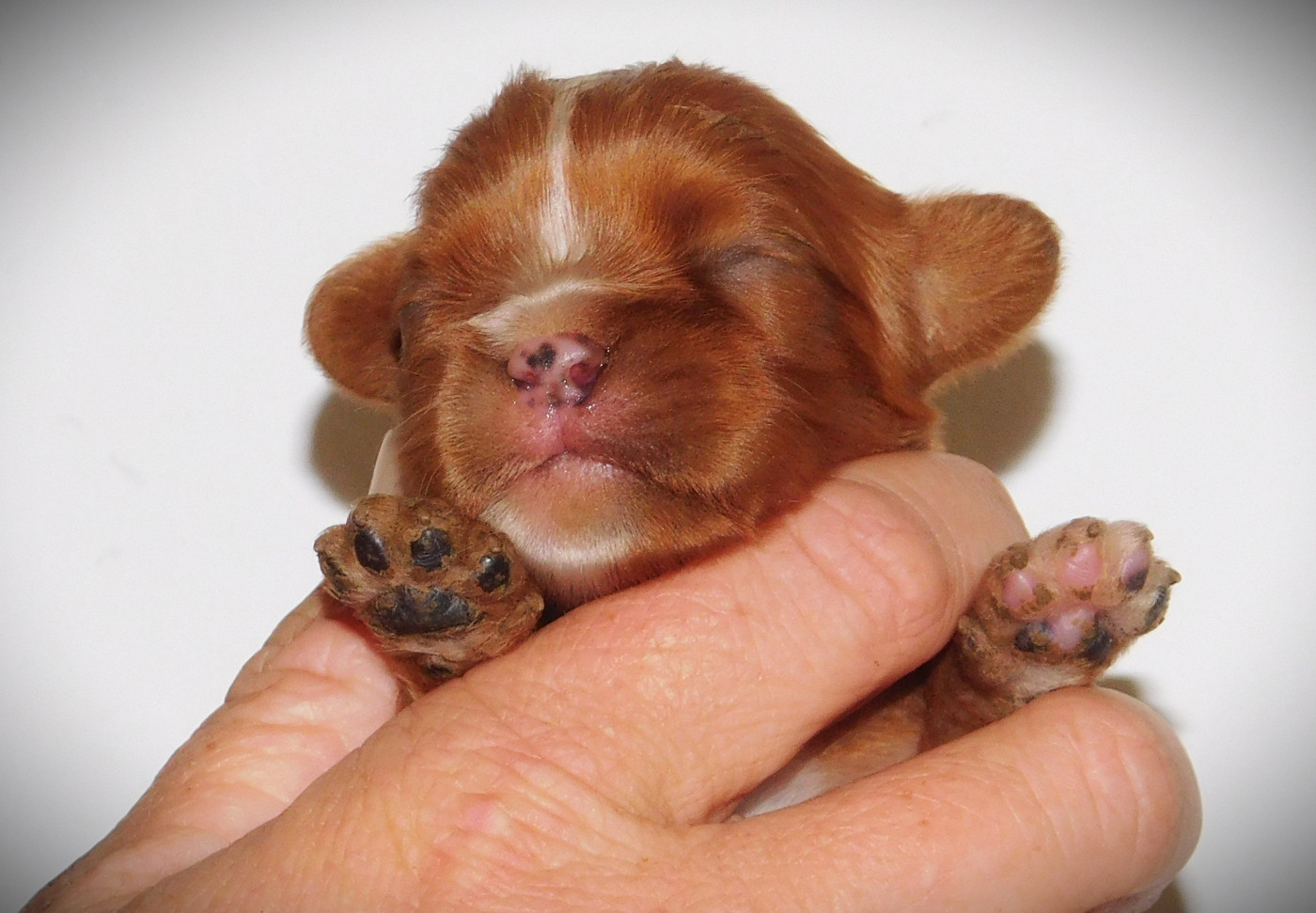 Du Paradis D'Eole - Chiots disponibles - Cavalier King Charles Spaniel