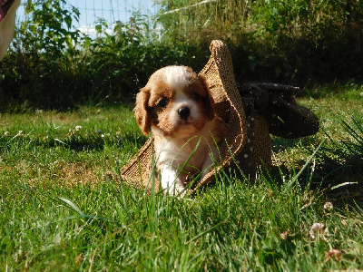 CHIOT 3