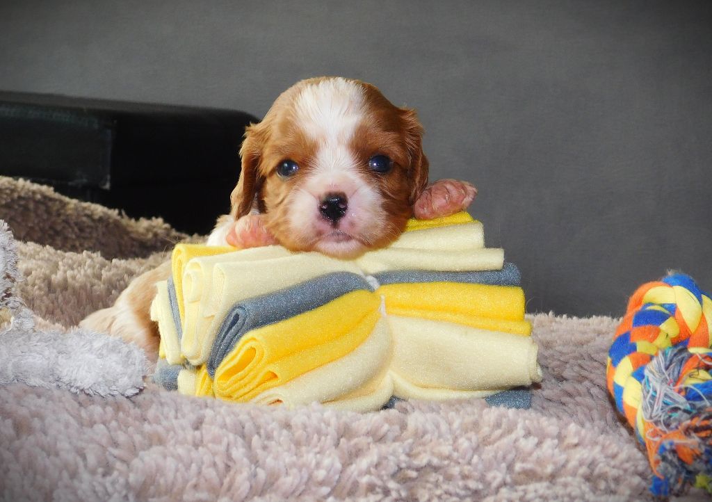 Du Paradis D'Eole - Chiots disponibles - Cavalier King Charles Spaniel