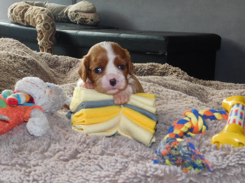 Du Paradis D'Eole - Chiots disponibles - Cavalier King Charles Spaniel